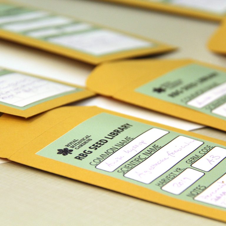 Rows of envelopes containing seeds with labels