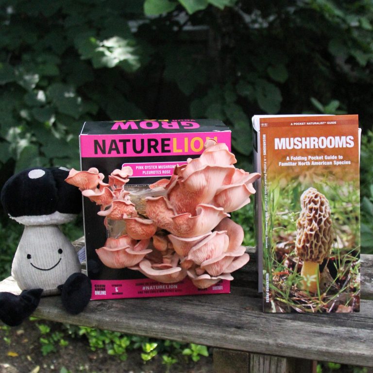Mushroom plush, identification book, and pink oyster mushroom growing kit displayed together outdoors