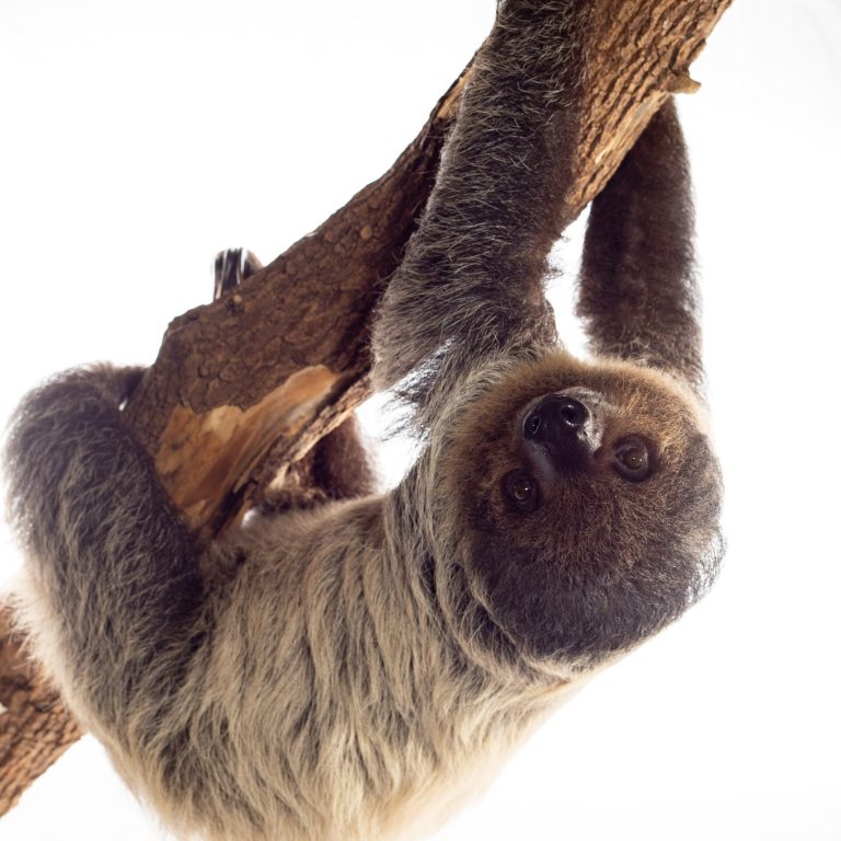 sloth hanging from a tree branch