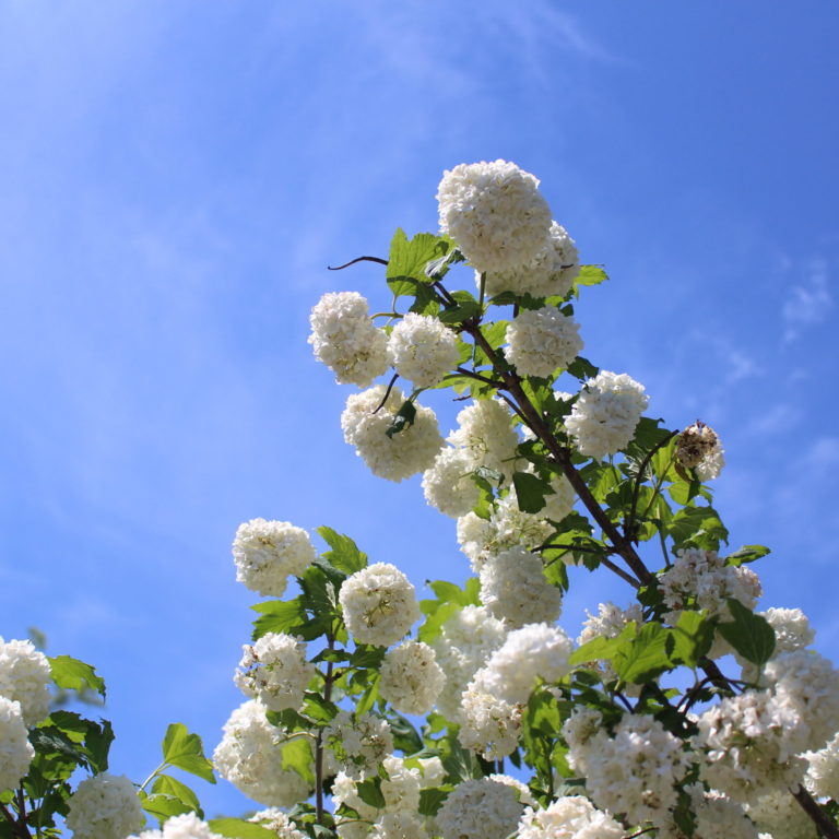 Snowball Blooms Against Blue Sky
