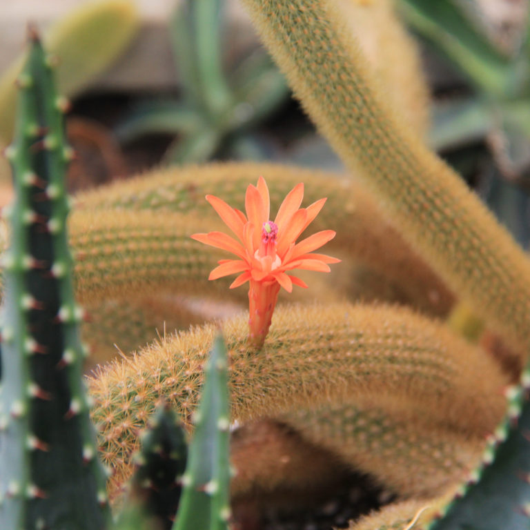 Spiky Orange Bloom On Cacti