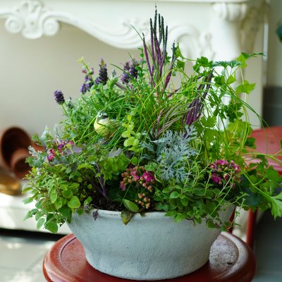 spring herb planter Concrete planter with spring herbs