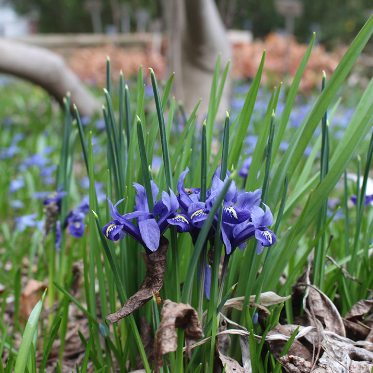 Spring Iris Blooming