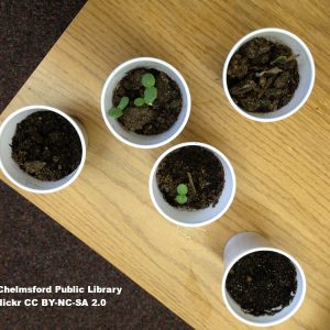 styrofoamcups-chelmsford-public-library-flickr-CC BY-NC-SA 2.0 styrofoam cups with soil and seedlings