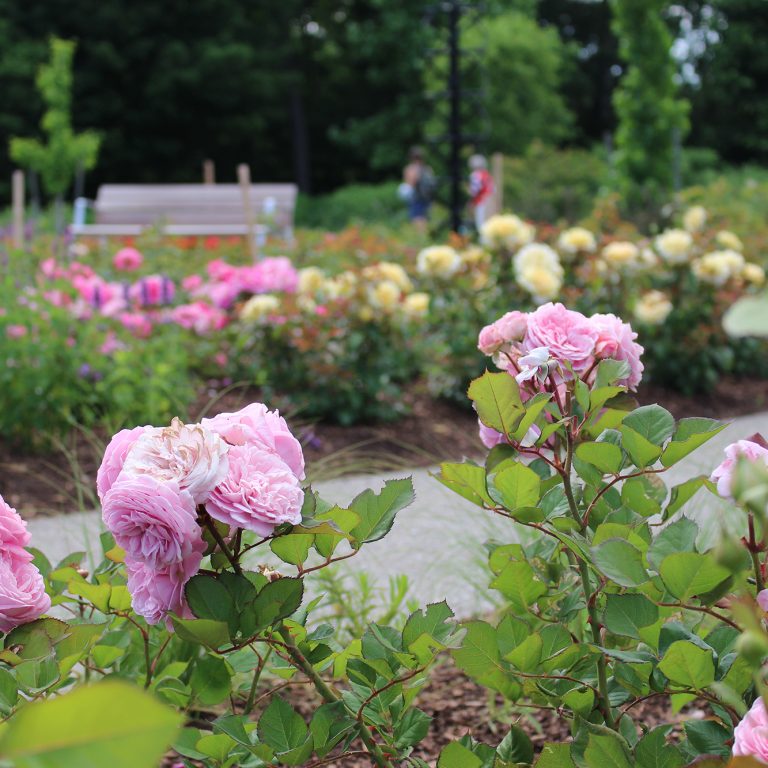 Rose Garden Collection