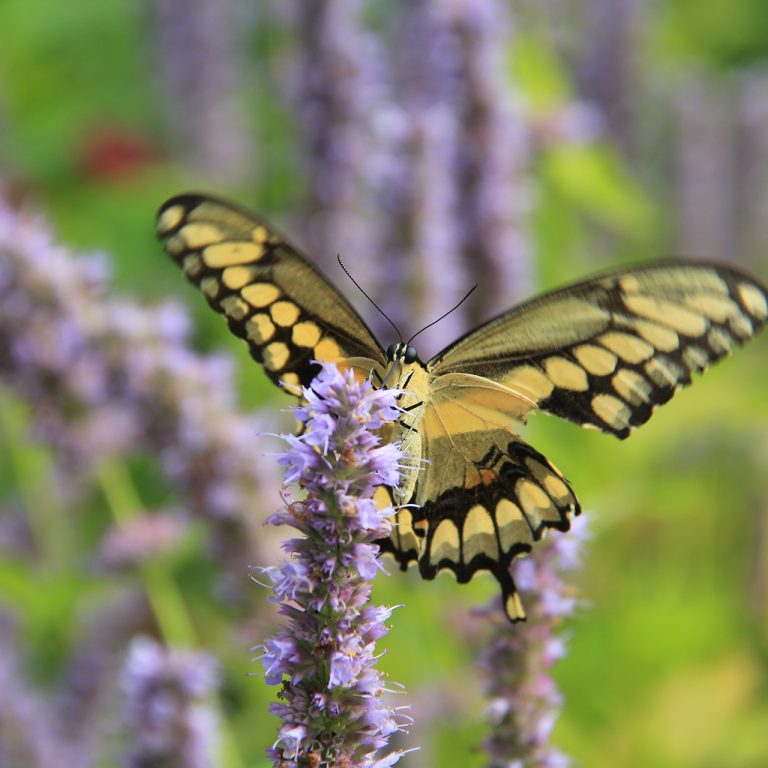 A large yellow swallowtail butterfly feeds on the blooms of Giant Blue Hyssop plants