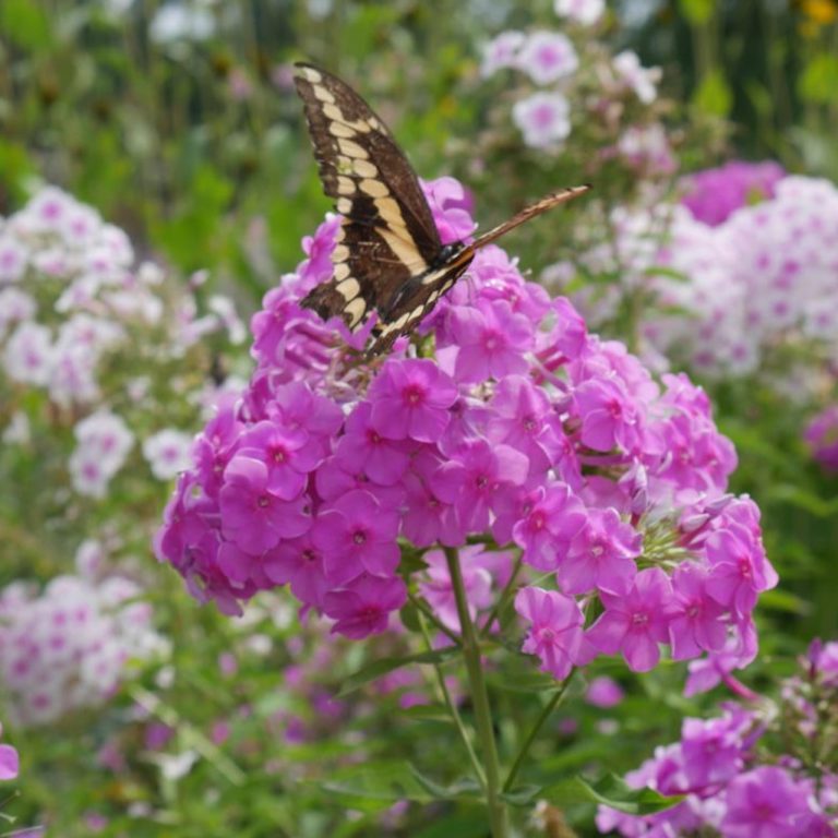 Black and yellow swallotail butterfly on tall pink blooms of garden phlox
