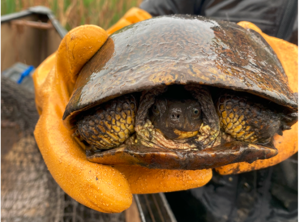 Miika, Blanding's Turtle person holding a blanding's turtle by the edge of their shell