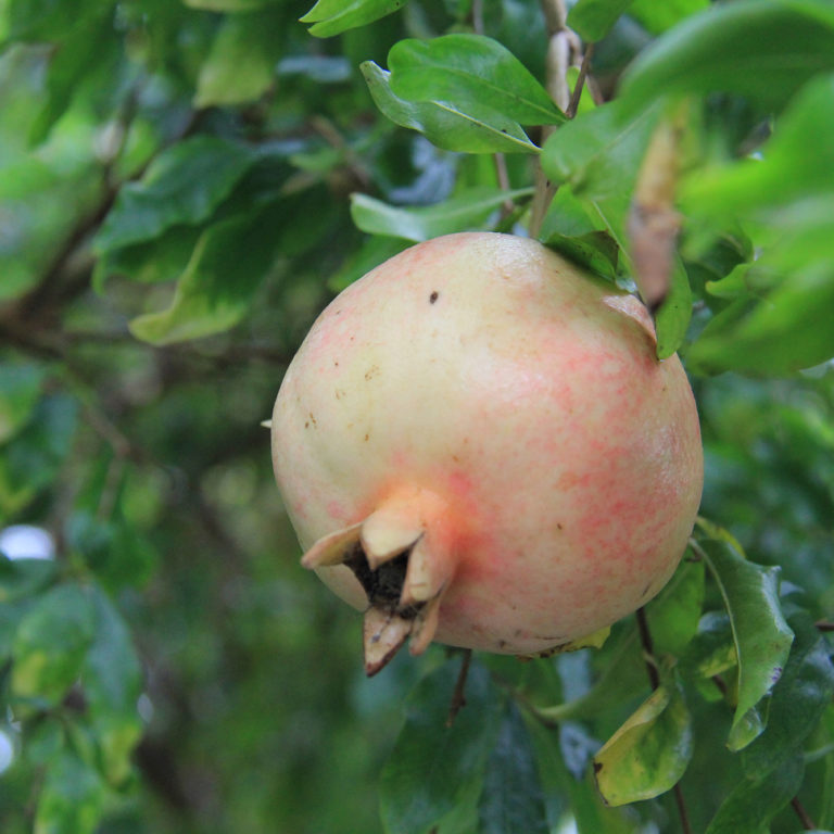 Unripe Pomegranate On Tree Mediterranean Garden