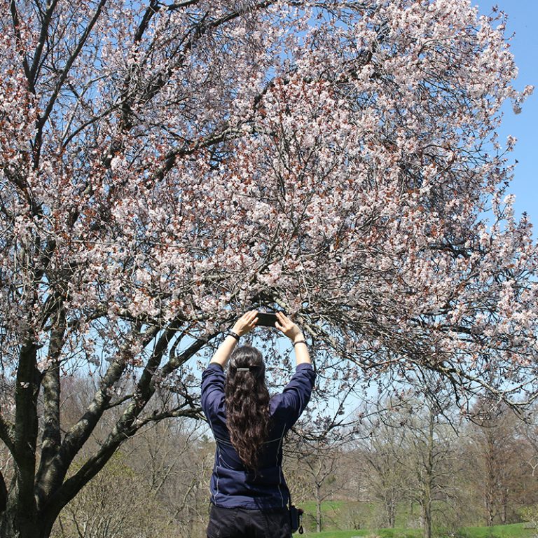 Visitor Taking Photo Of Cherry Trees In Bloom