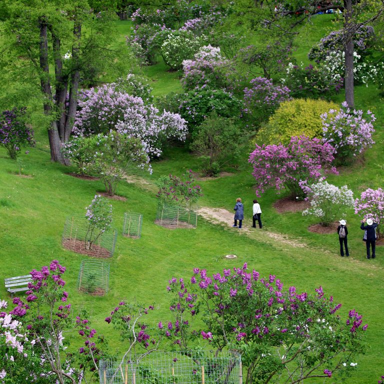 Visitors Walking Through Bottom Of Lilac Dell Arboretum
