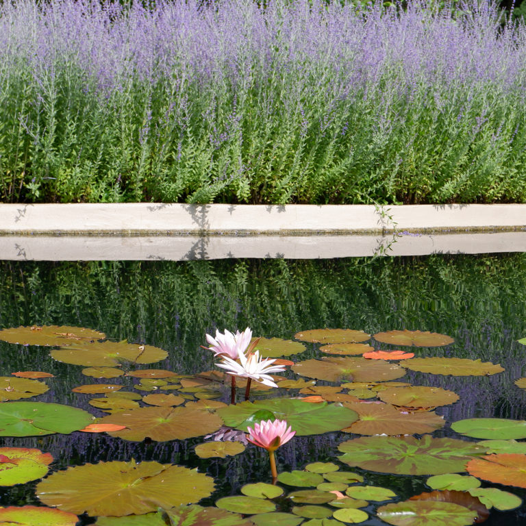 Waterlilies In Pond With Russian Sage On Shore