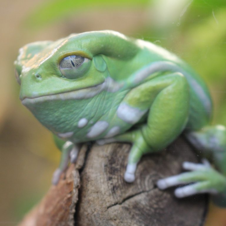 Waxy monkey frog perched on a piece of wood - frog is light green in colour with a wide mouth and thick crests along the head over the eyes, with a slightly amused expression