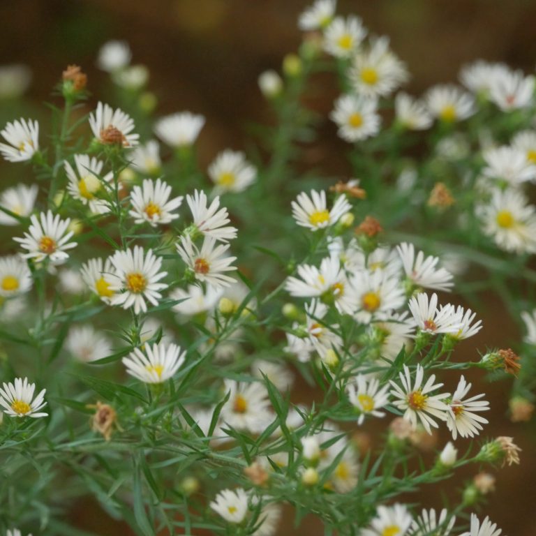 Grouping of small white aster blooms