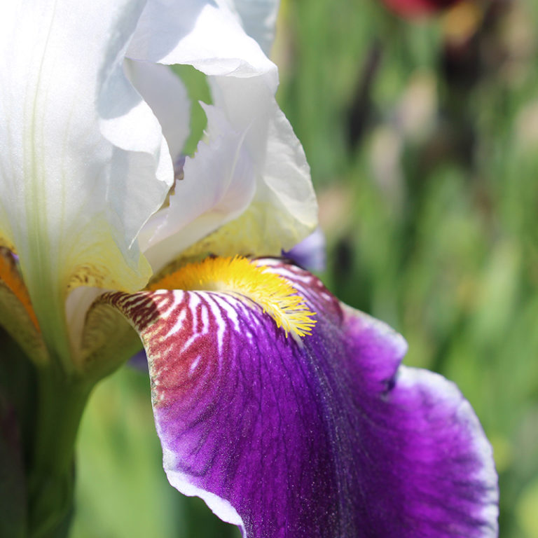 White And Purple Bearded Iris Flower