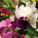 White And Purple Orchid