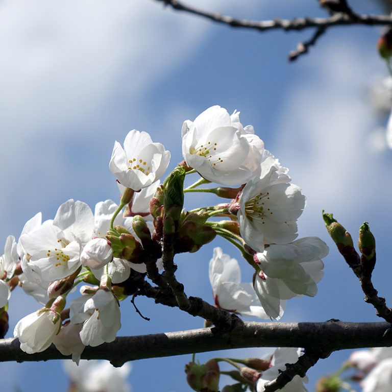 White Cherry Blossoms Against Sky