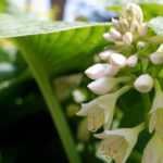 White Flowers On Hosta