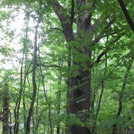White Oak Tree in Forest
