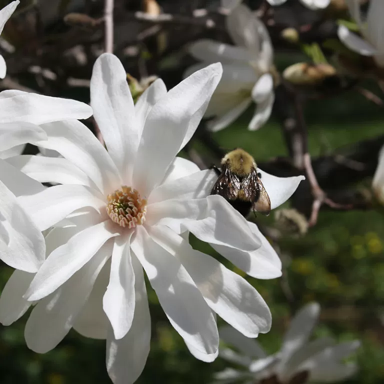 White Star Magnolia Blooms