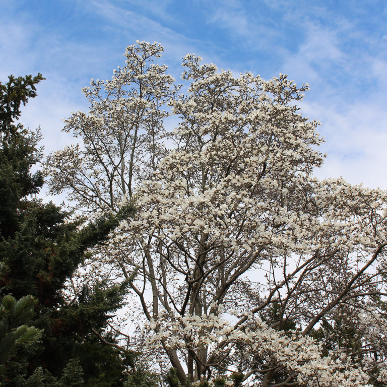White Star Magnolia Tree In Full Bloom