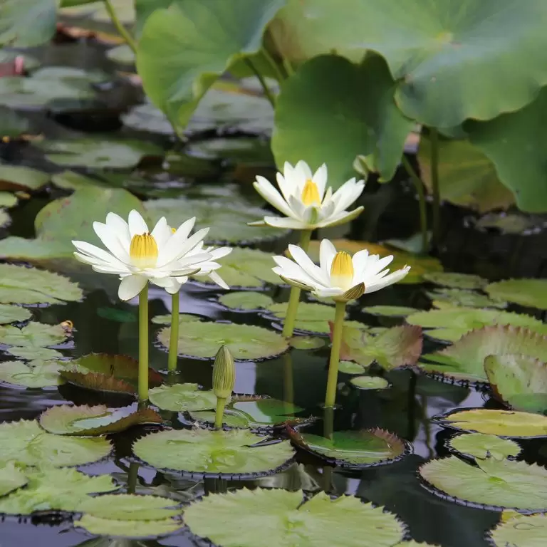 Three white water lily blooms bursting from a still dark pond, surrounded by lily pads