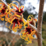 Witch Hazel In Bloom