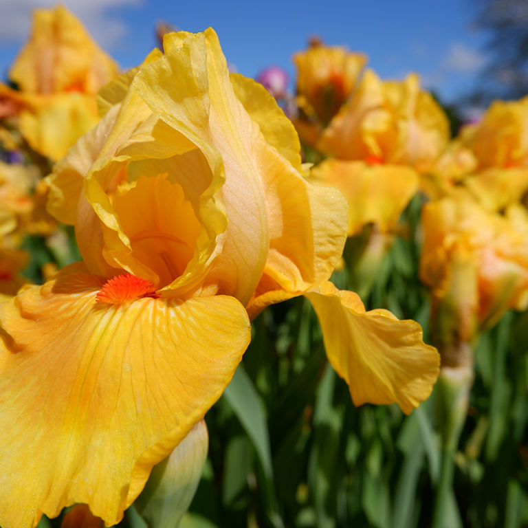 Yellow Dwarf Iris Flowers
